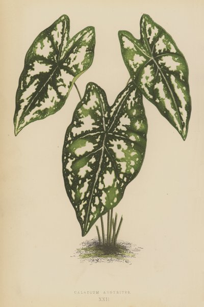 Caladium Argyrites da English School